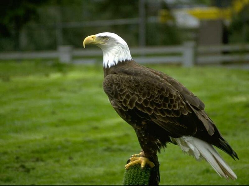 Bald Eagle Perched — Green, Calm, Afternoon
