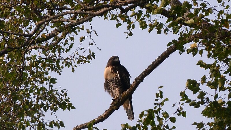 Bald Eagle Perched — Green, Calm