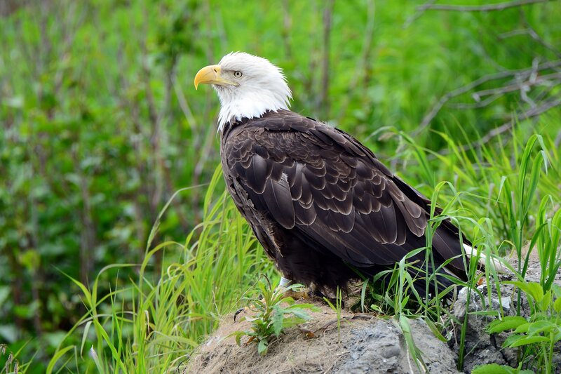 Bald Eagle Perched — Green