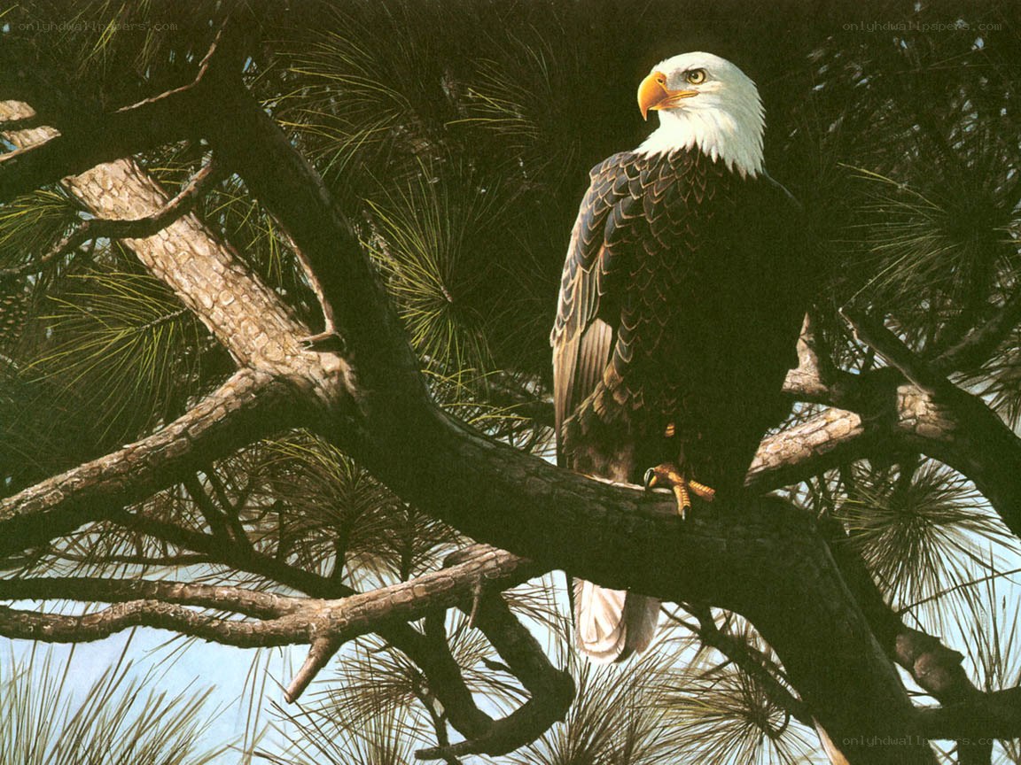 Bald eagle perched in pine tree