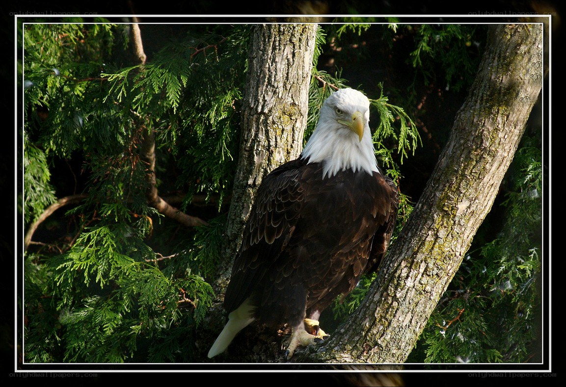 Bald eagle perched in tree