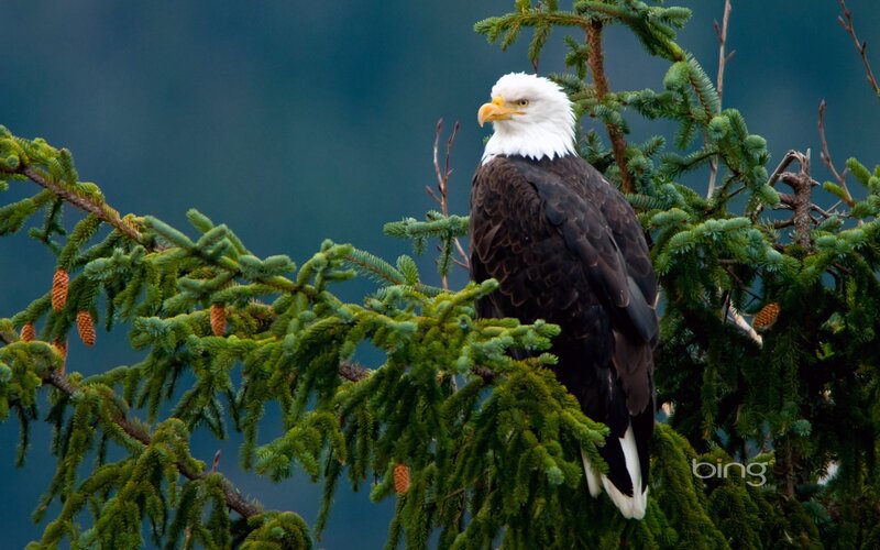 Bald eagle perched in tree