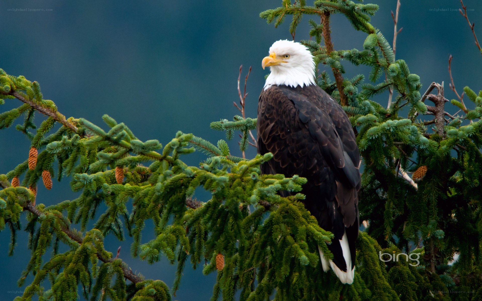 Bald eagle perched in tree