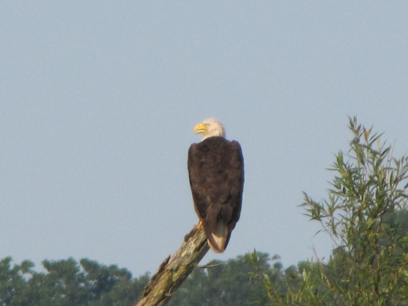 Bald eagle perched on a branch