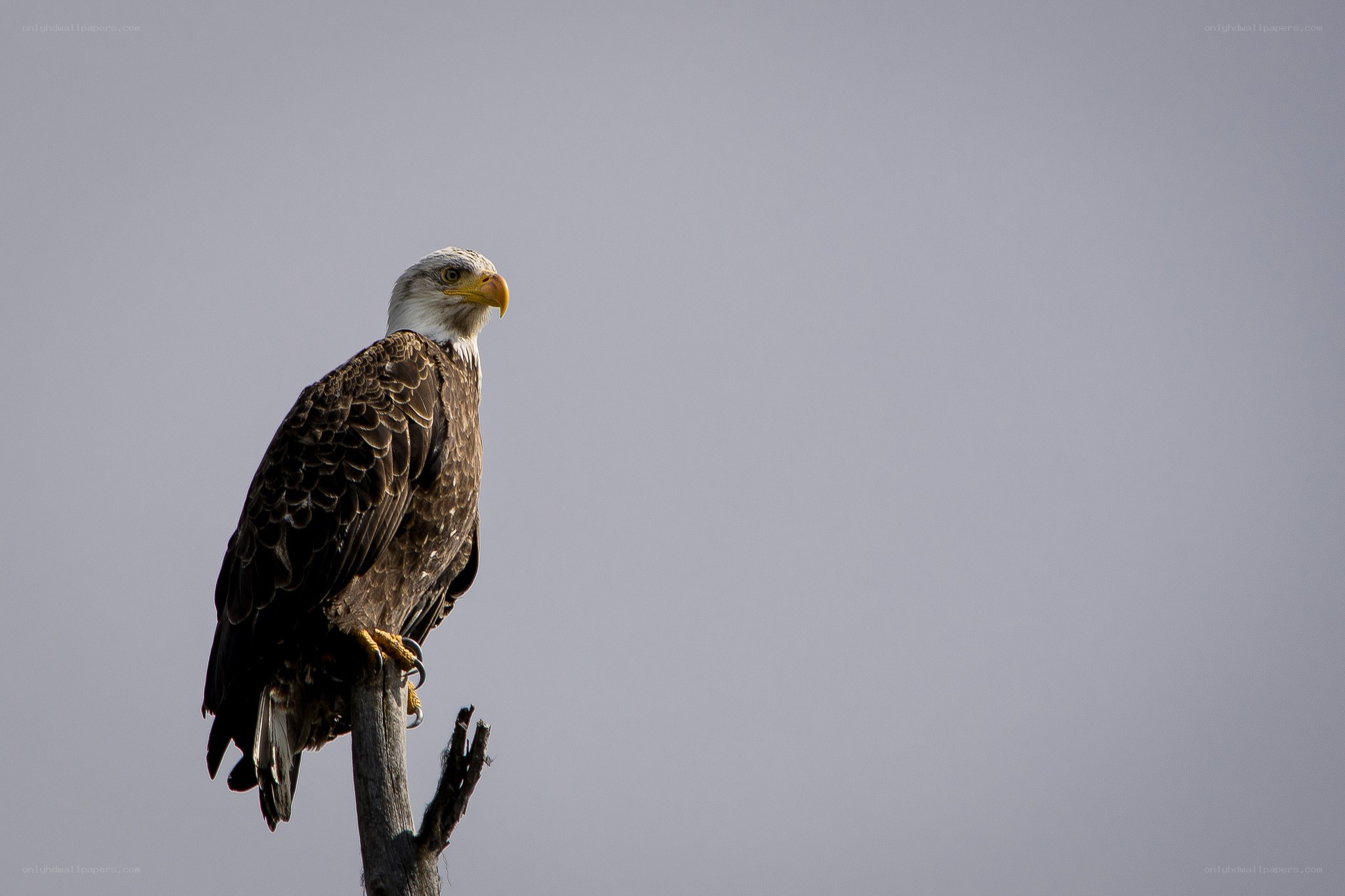 Bald eagle perched on a branch