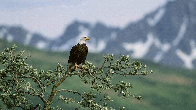 Bald eagle perched on a branch