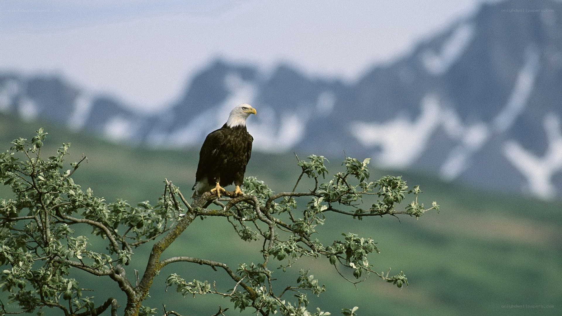 Bald eagle perched on a branch