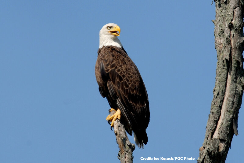 Bald eagle perched on a branch