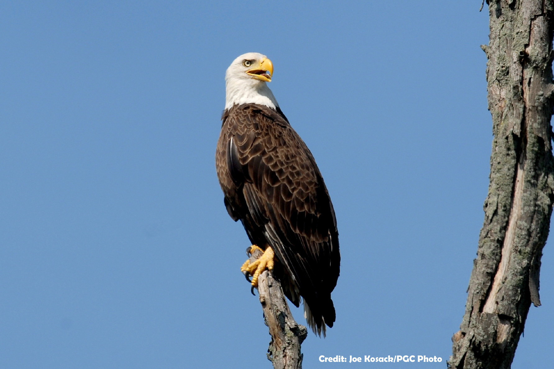 Bald eagle perched on a branch
