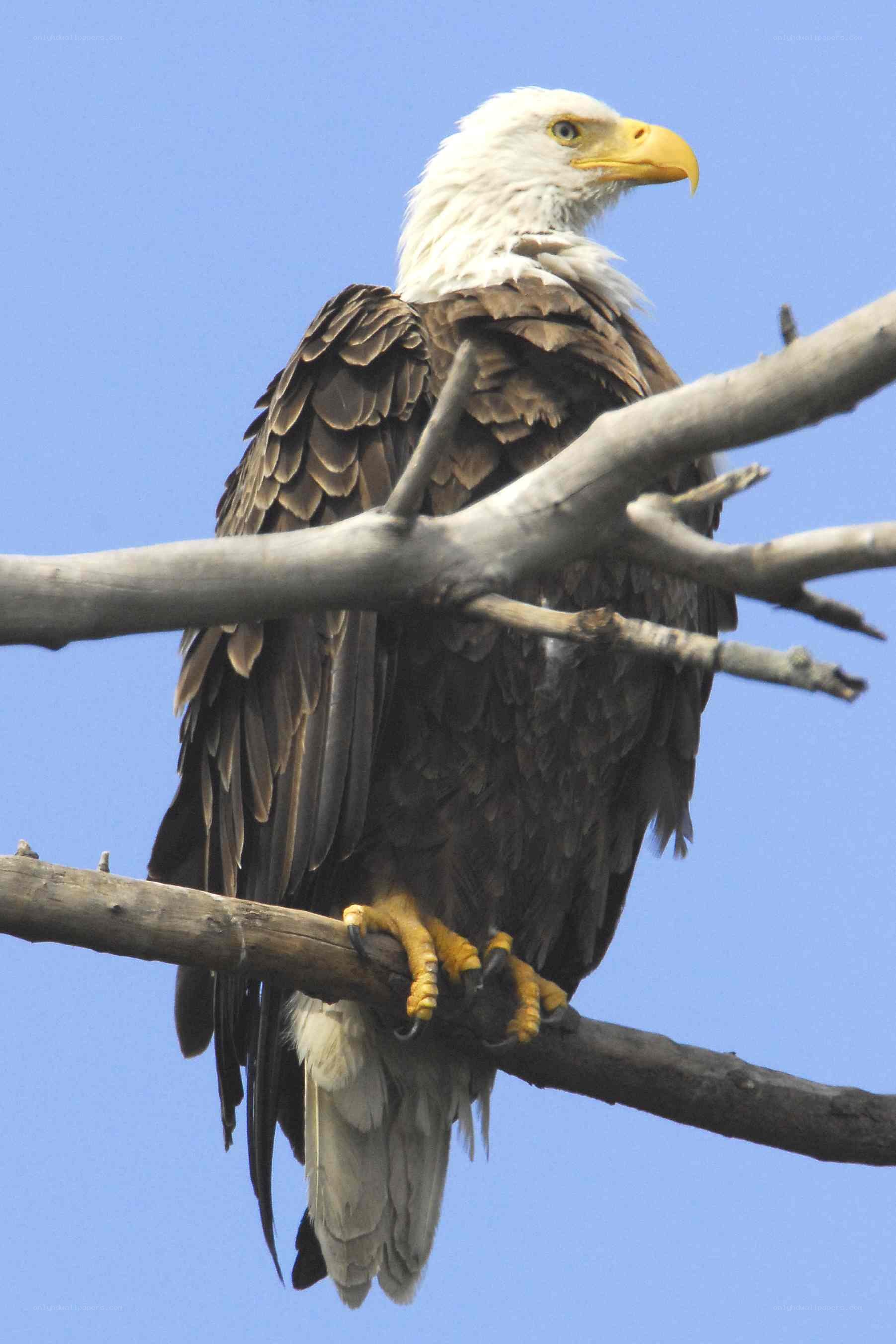 Bald eagle perched on a branch