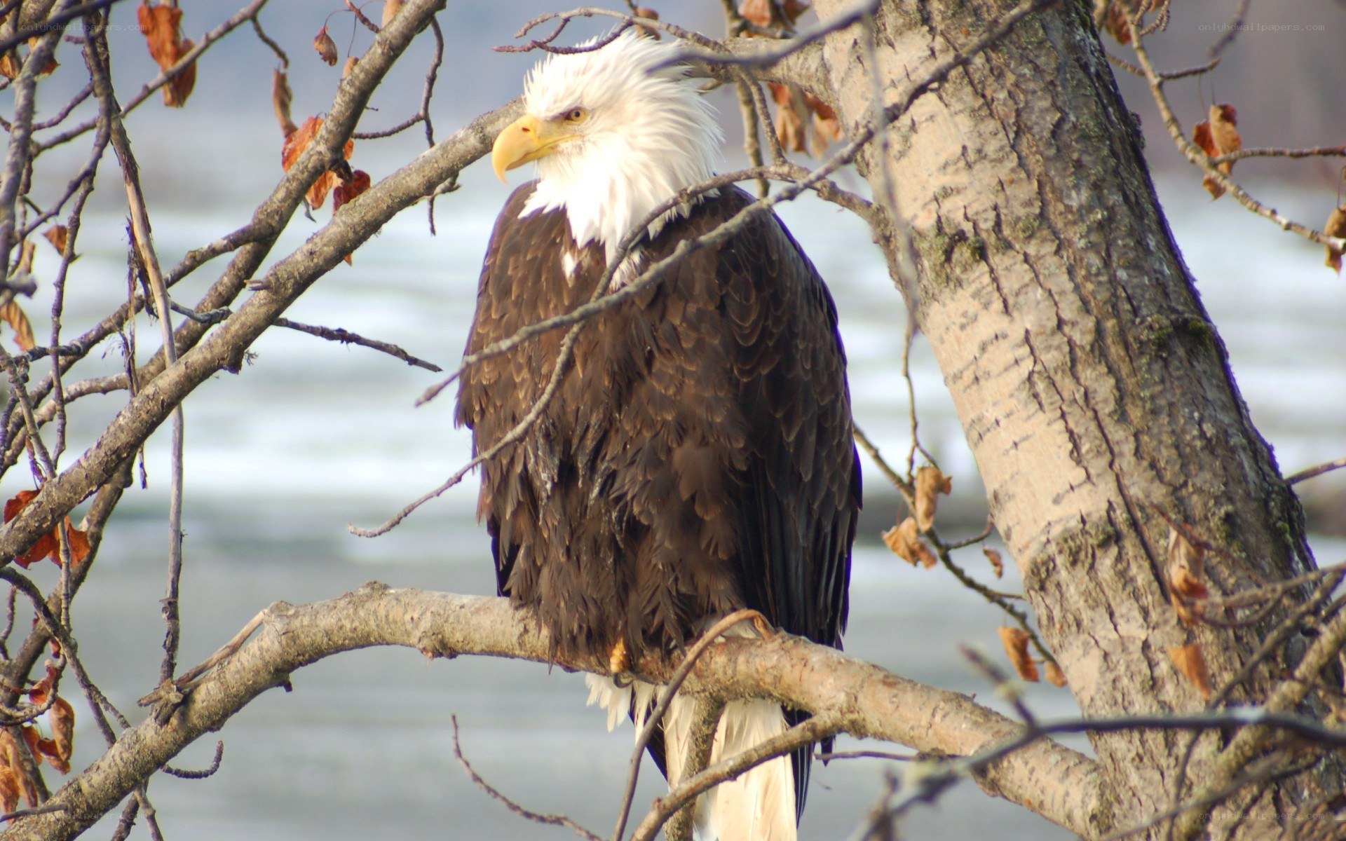 Bald eagle perched on a branch