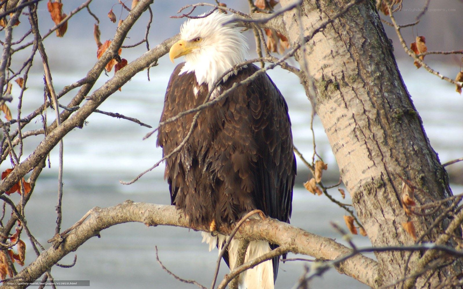 Bald eagle perched on a branch