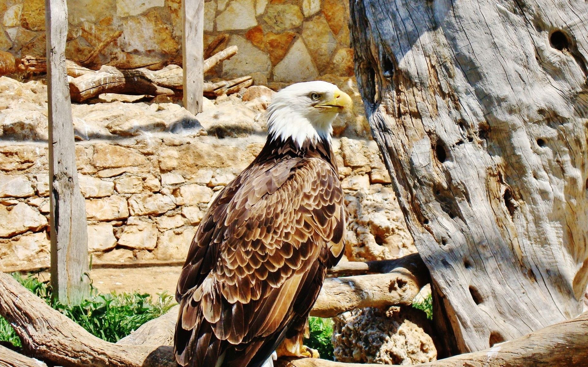 Bald eagle perched on a log