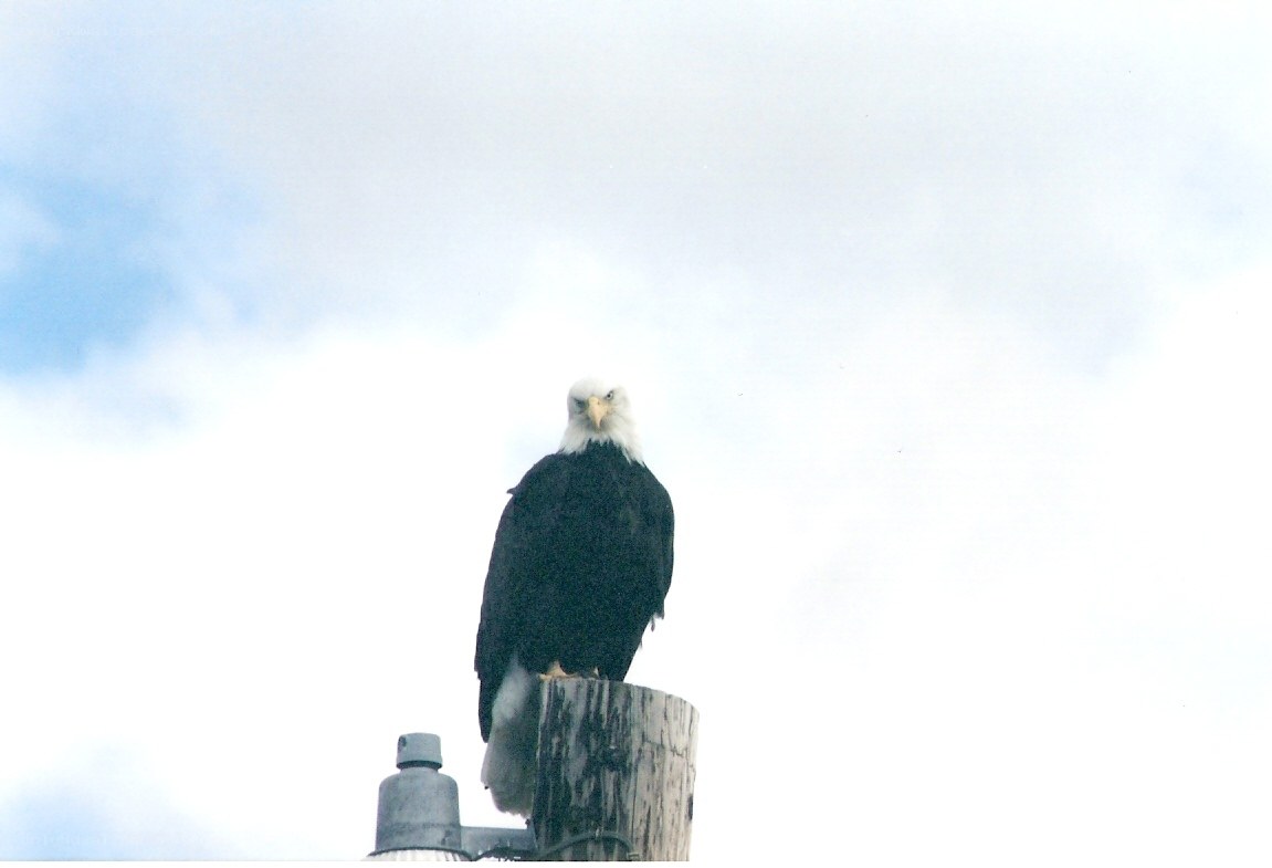 Bald eagle perched on a post