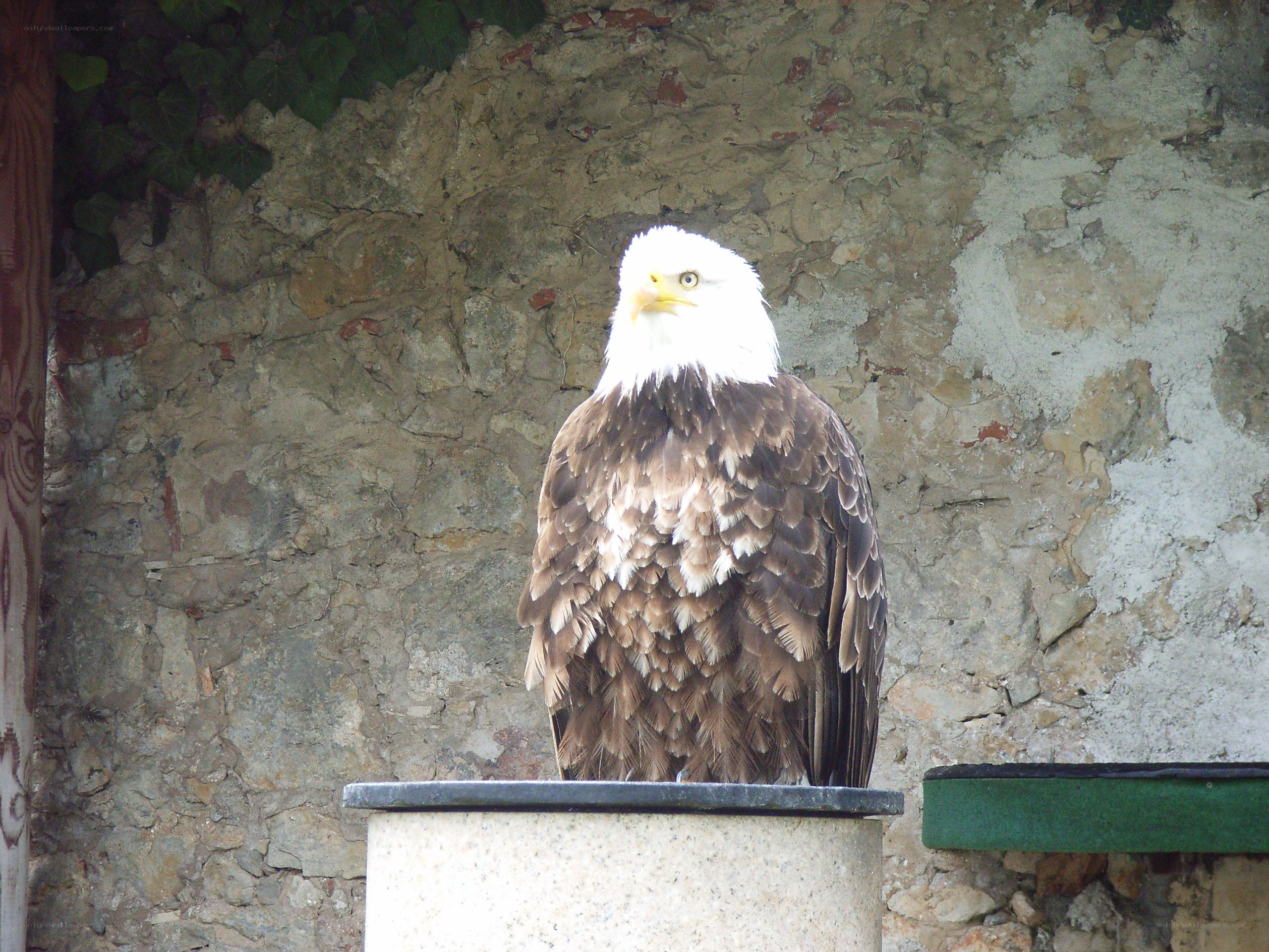 Bald eagle perched on a post
