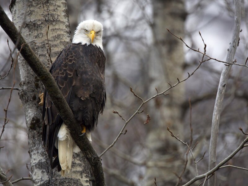 Bald eagle perched on a tree