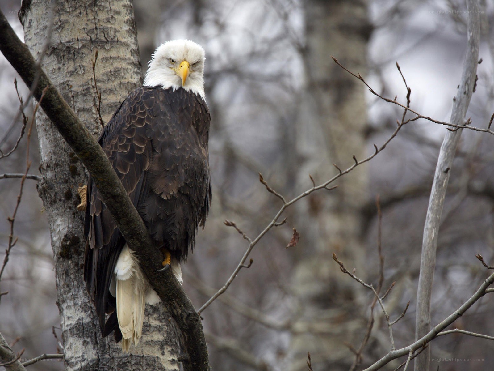 Bald eagle perched on a tree