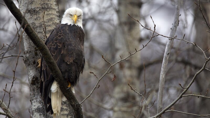 Bald eagle perched on a tree