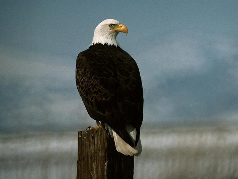 Bald eagle perched on post