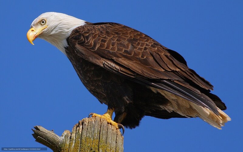 Bald eagle perched on post