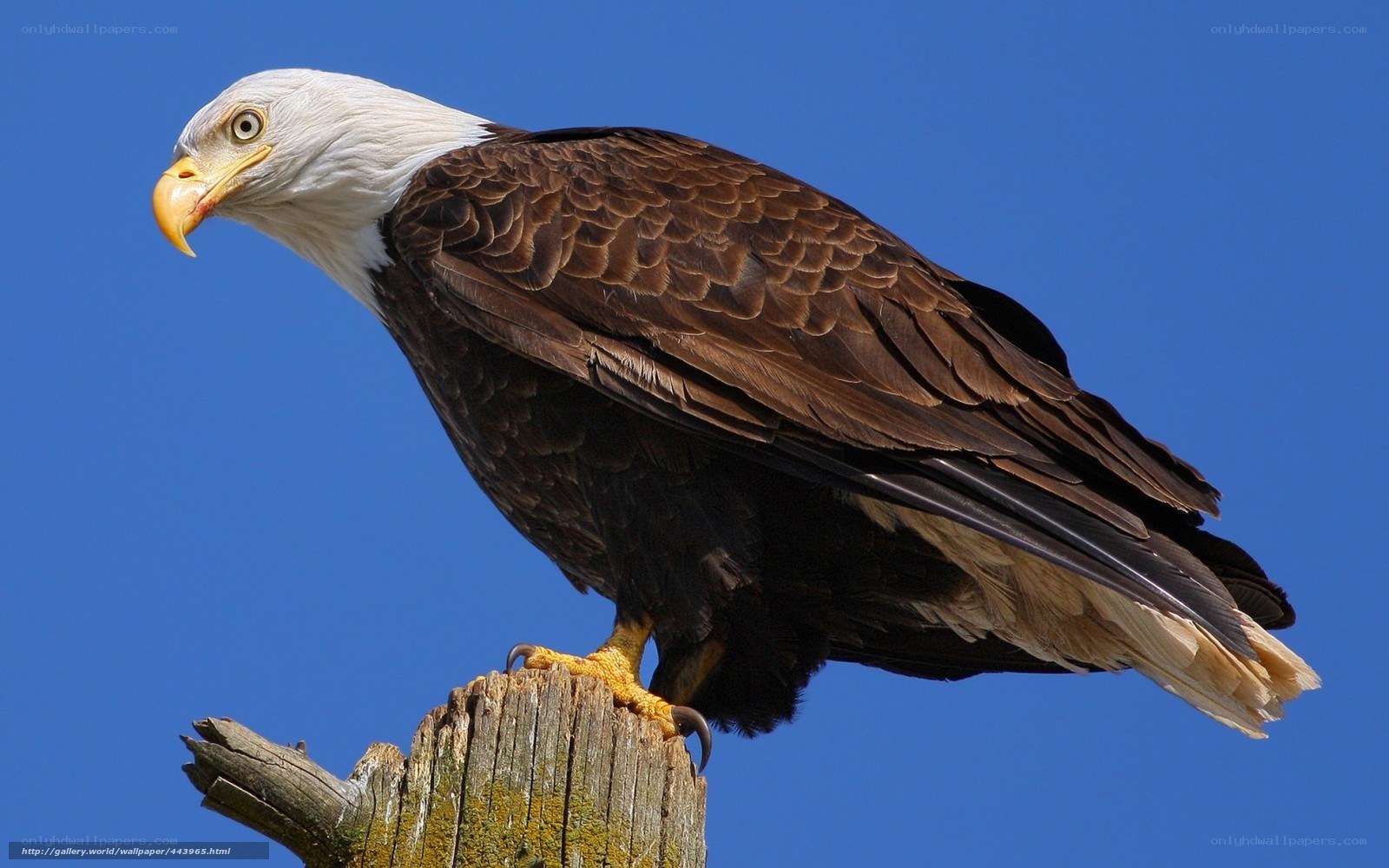 Bald eagle perched on post