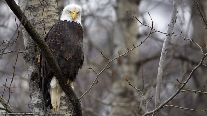 Bald eagle perched on tree
