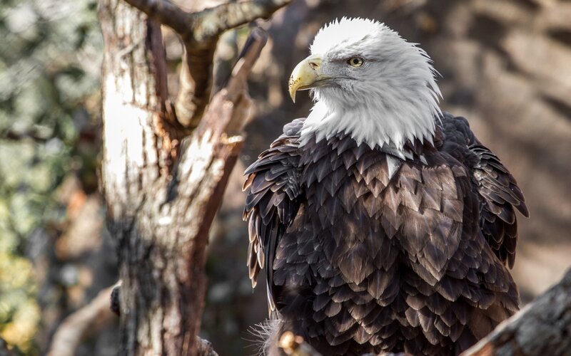 Bald Eagle Perched — White, Alert, Afternoon