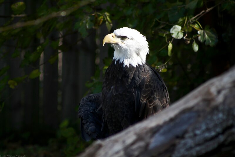 Bald Eagle Perched — White, Alert
