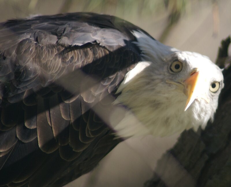 Bald Eagle Perched — White