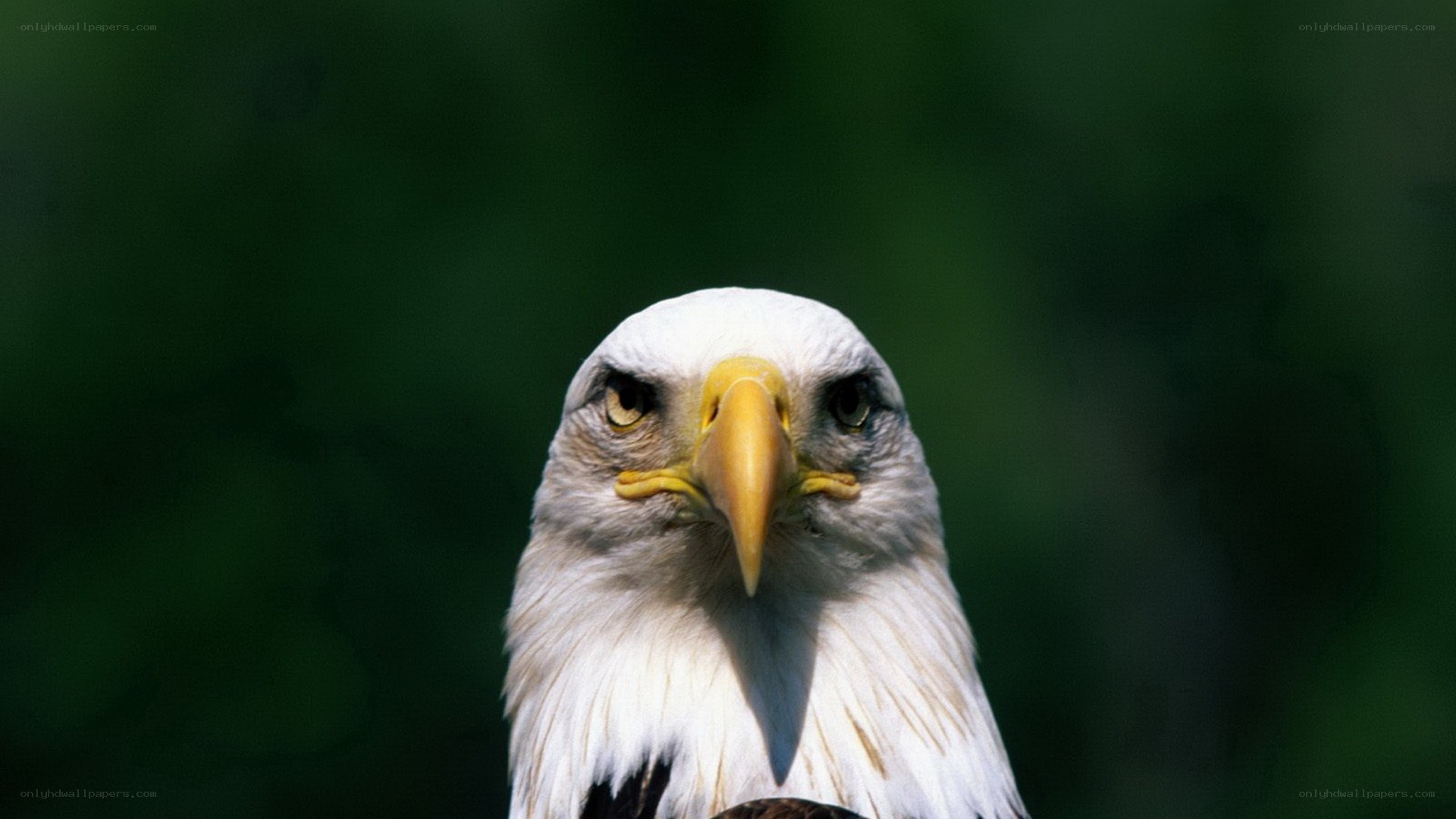 Bald eagle portrait