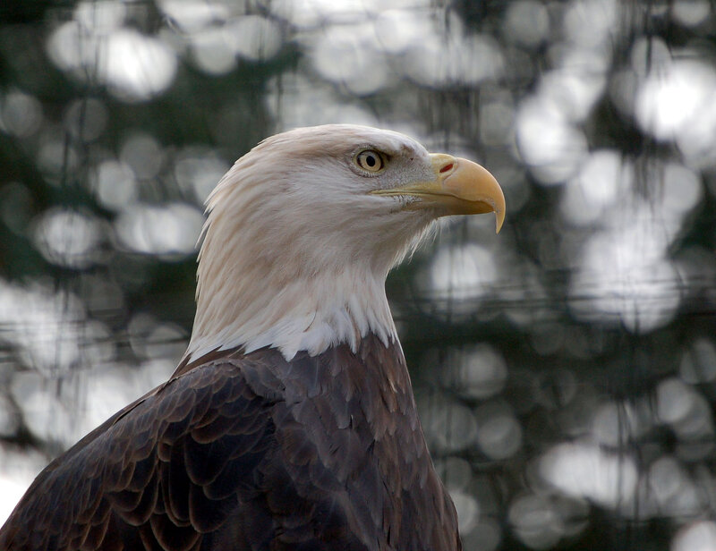 Bald eagle portrait