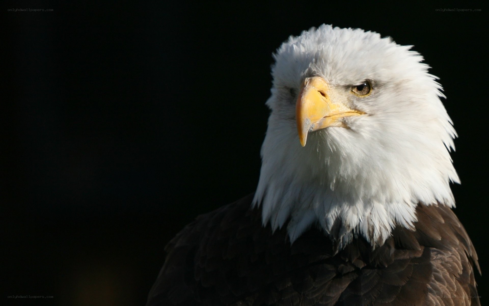 Bald eagle portrait