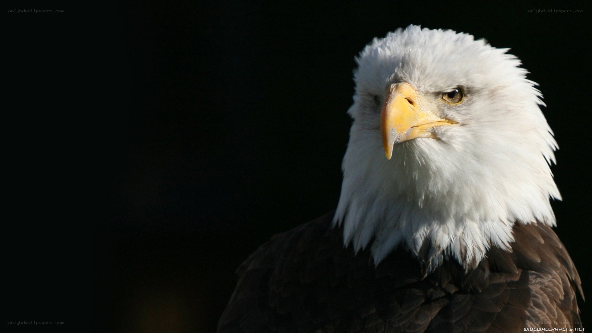 Bald eagle portrait