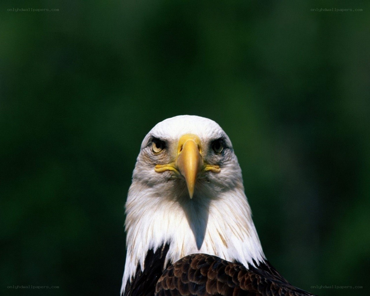 Bald eagle portrait