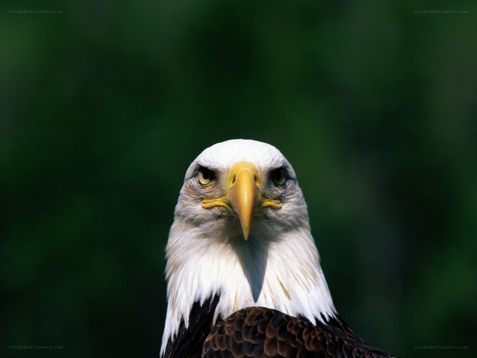 Bald eagle portrait