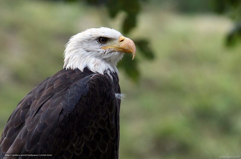 Bald eagle portrait