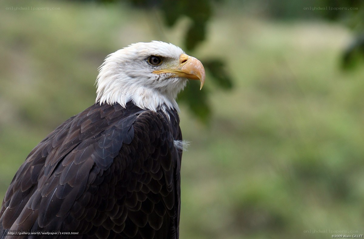 Bald eagle portrait