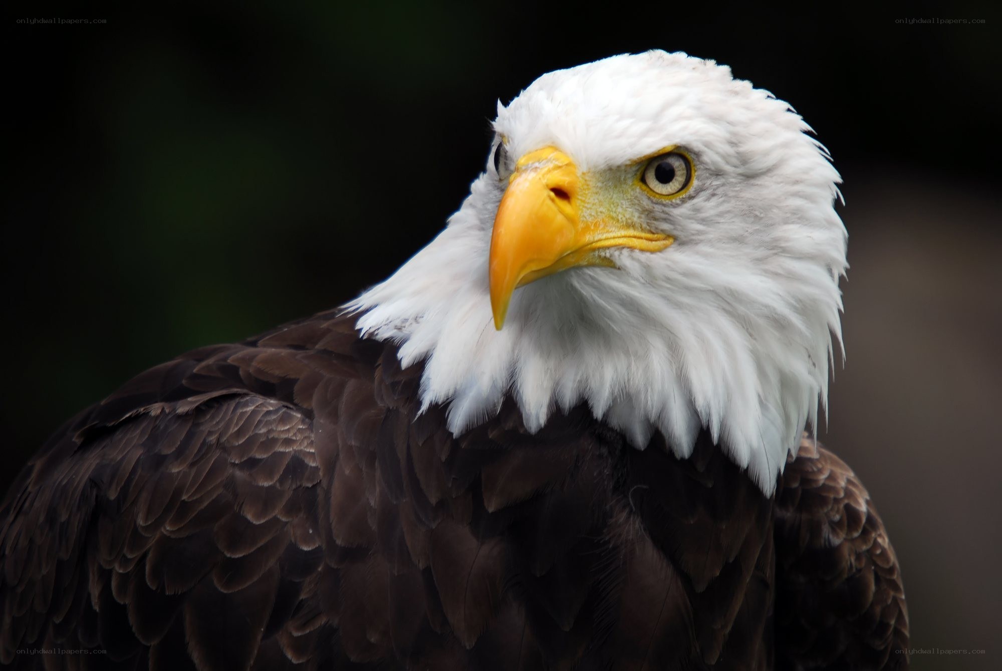 Bald eagle portrait