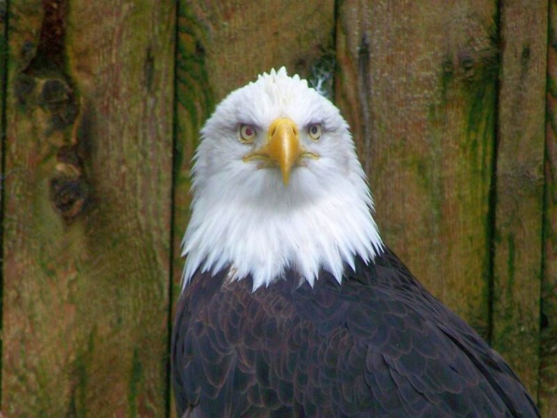 Bald eagle portrait