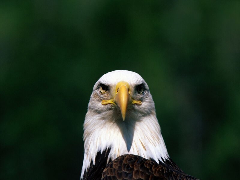 Bald eagle portrait
