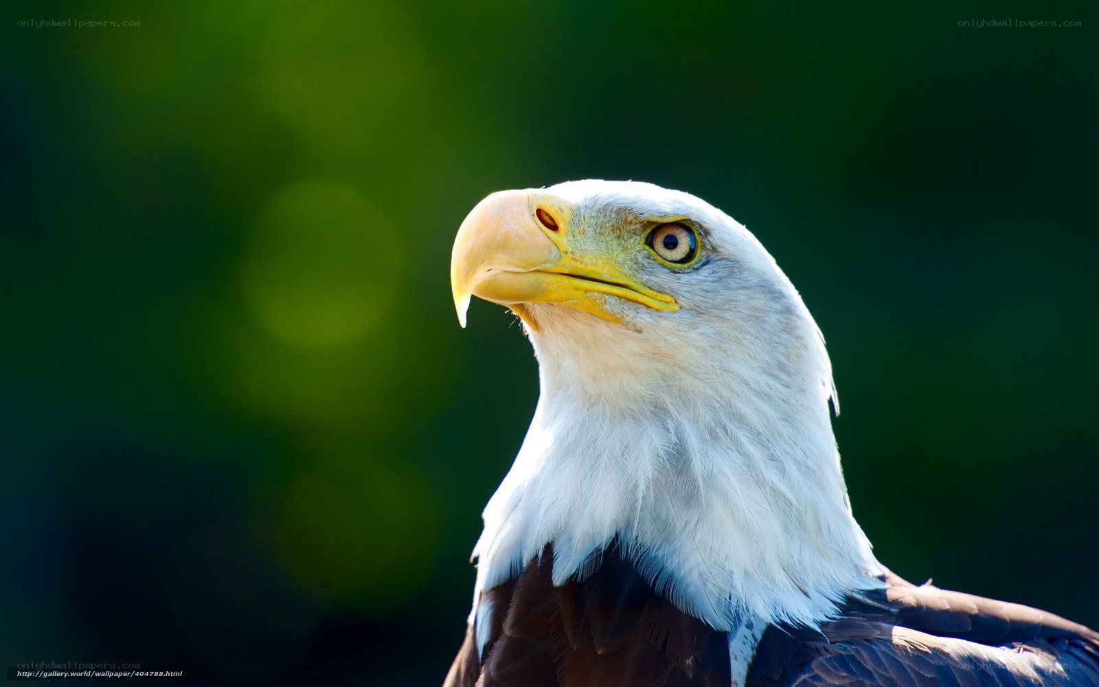 Bald eagle portrait