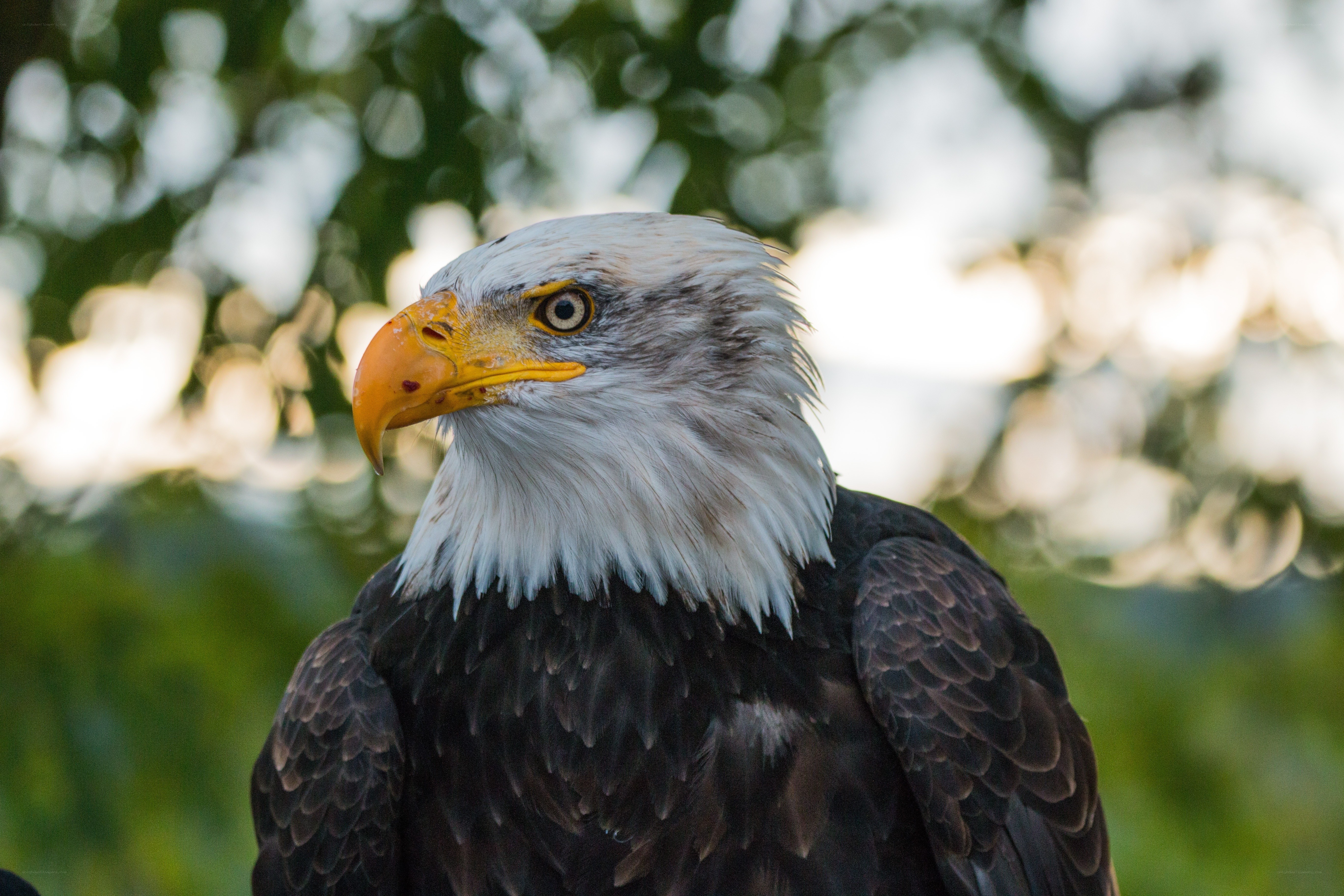 Bald eagle portrait