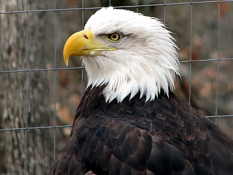 Bald eagle portrait