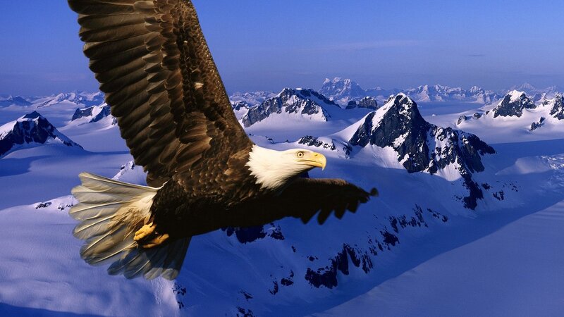 Bald eagle soaring over snow