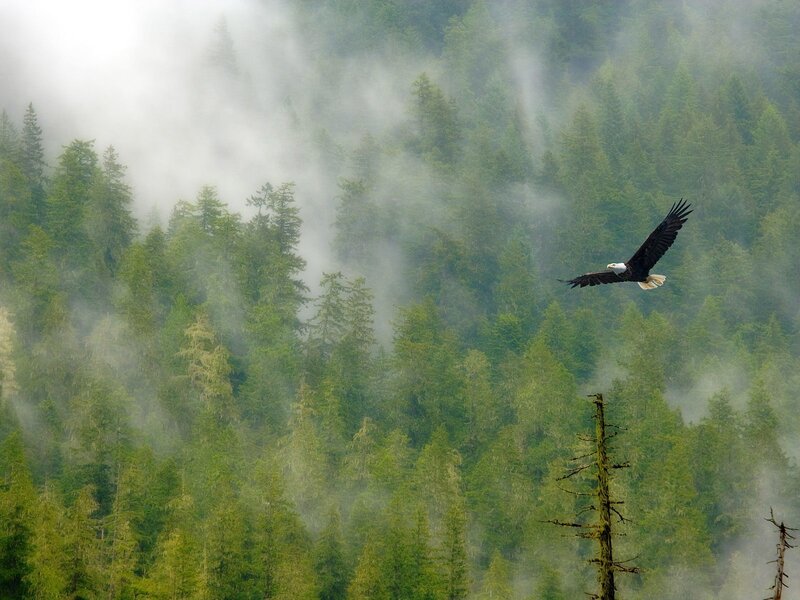 Bald eagle soars over misty forest