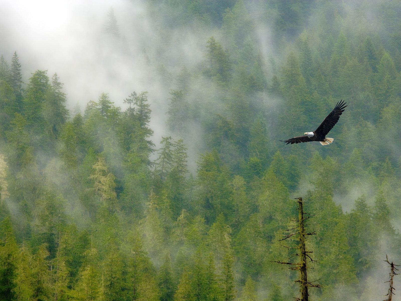 Bald eagle soars over misty forest