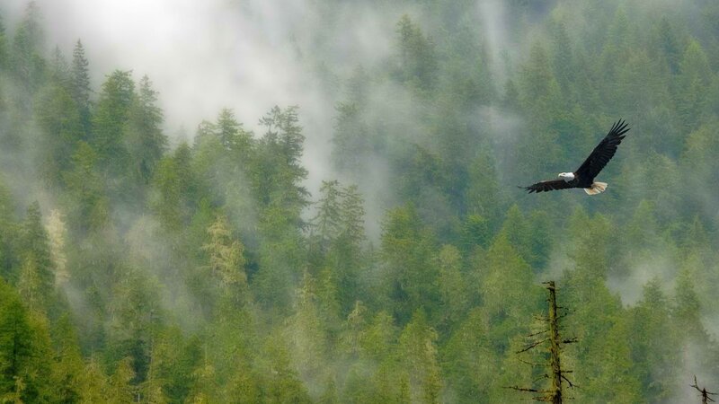 Bald eagle soars over misty forest