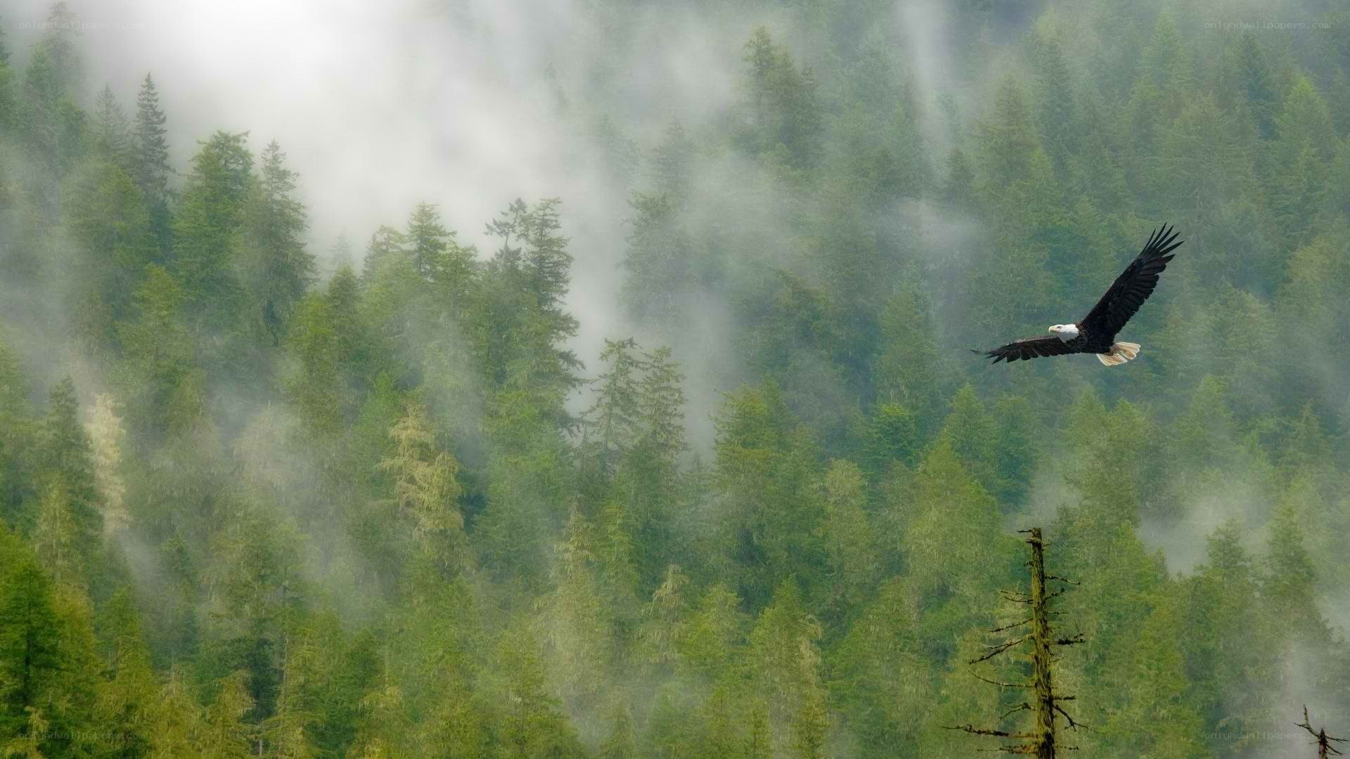 Bald eagle soars over misty forest
