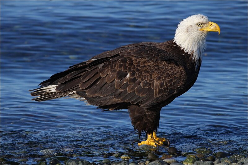 Bald Eagle Standing — Brown, Calm