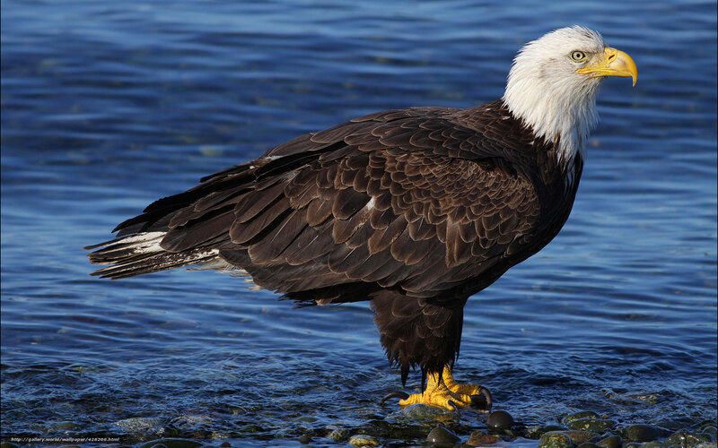 Bald Eagle Standing — Brown